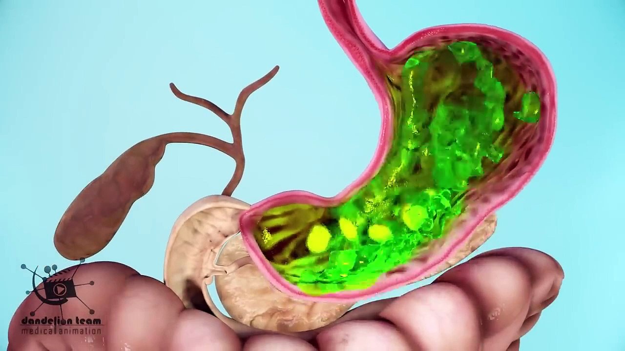 How does your body turns food into the poop_ Human digestive system ...