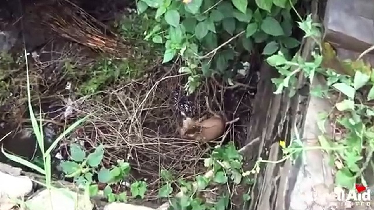 Animals in disasters10 rescues to make your heart stand still