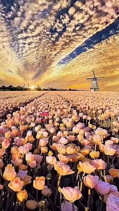 Viral | Trending | Wow | Chill | Relax | ASMR