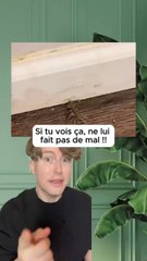 Cet insecte est ton ami 