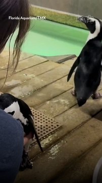 Penguins Moved to Higher Ground at Florida Aquarium Ahead of Hurricane Milton