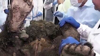 You Have to Check Out This 3,500-Year-Old Bear Frozen Solid in Ice