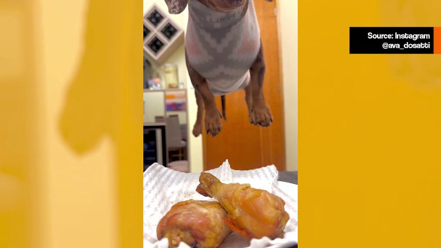 Hulvaton video: koira oppii lentämään syödäkseen pöydällä olevan kanankoiven