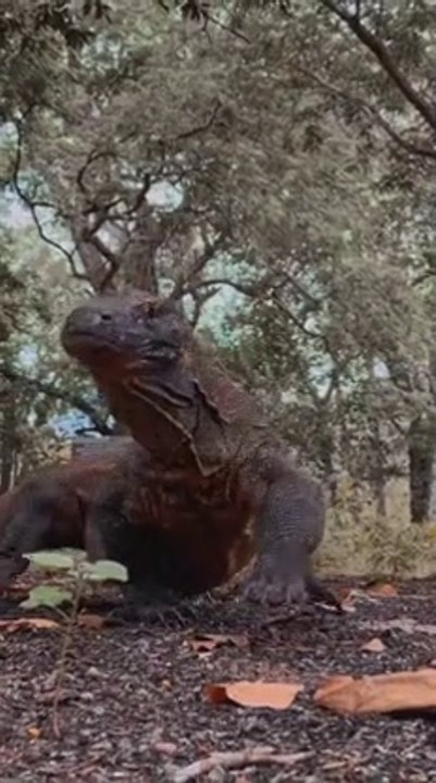 komodo and dragon
