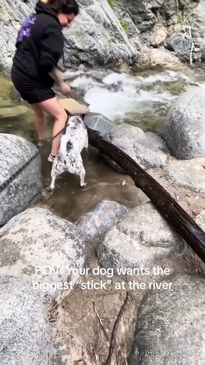 Dog Funny Video #8 (10-09-2024)