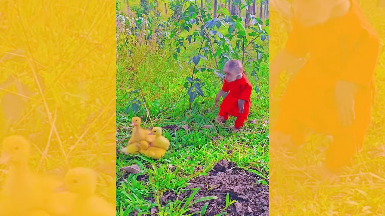 Tämä video apinasta hoitamassa ankkoja on suloisin asia, jonka tulet näkemään tänään