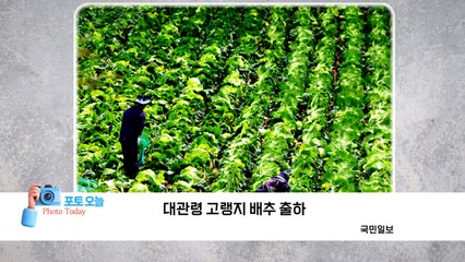 [포토오늘] 대관령 고랭지 배추 출하  / YTN