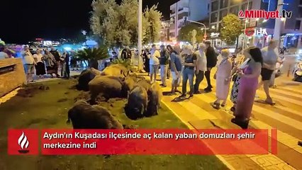 Kuşadası'nda merkeze inen yaban domuzları ilgi odağı oldu
