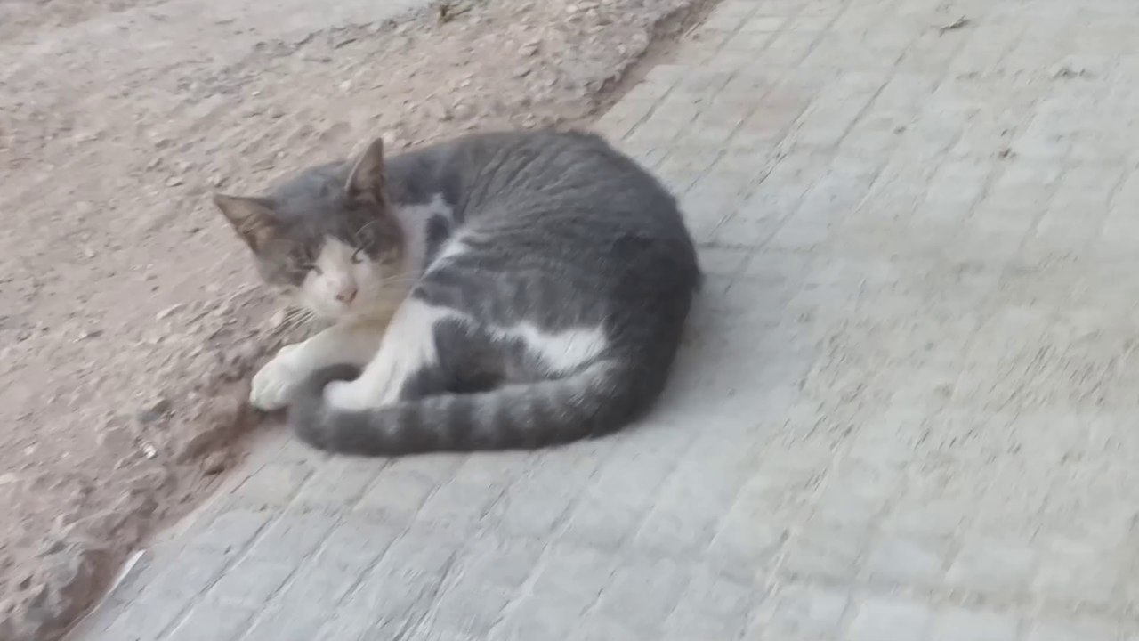 Hilarious Cats Caught in the Act You Won't Stop Laughing