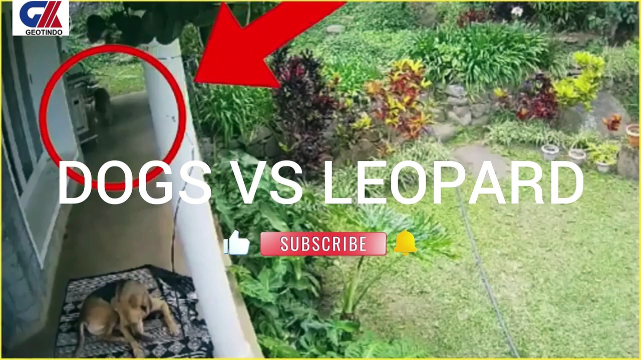 DOGS VS LIEOPARD