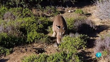 Documental. Grandes parques de Africa Karoo