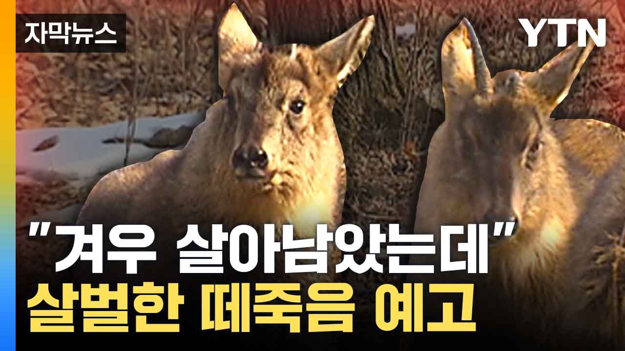 [자막뉴스] "누굴 위한 대책인가"... 멸종 위기종 산양 잃고도 탁상공론 / YTN
