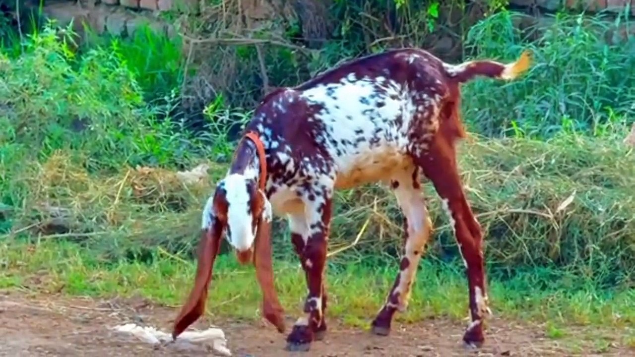 Gaon ka culture old village life in Punjab Mera sohna Punjab pind da mahool Punjabi culture