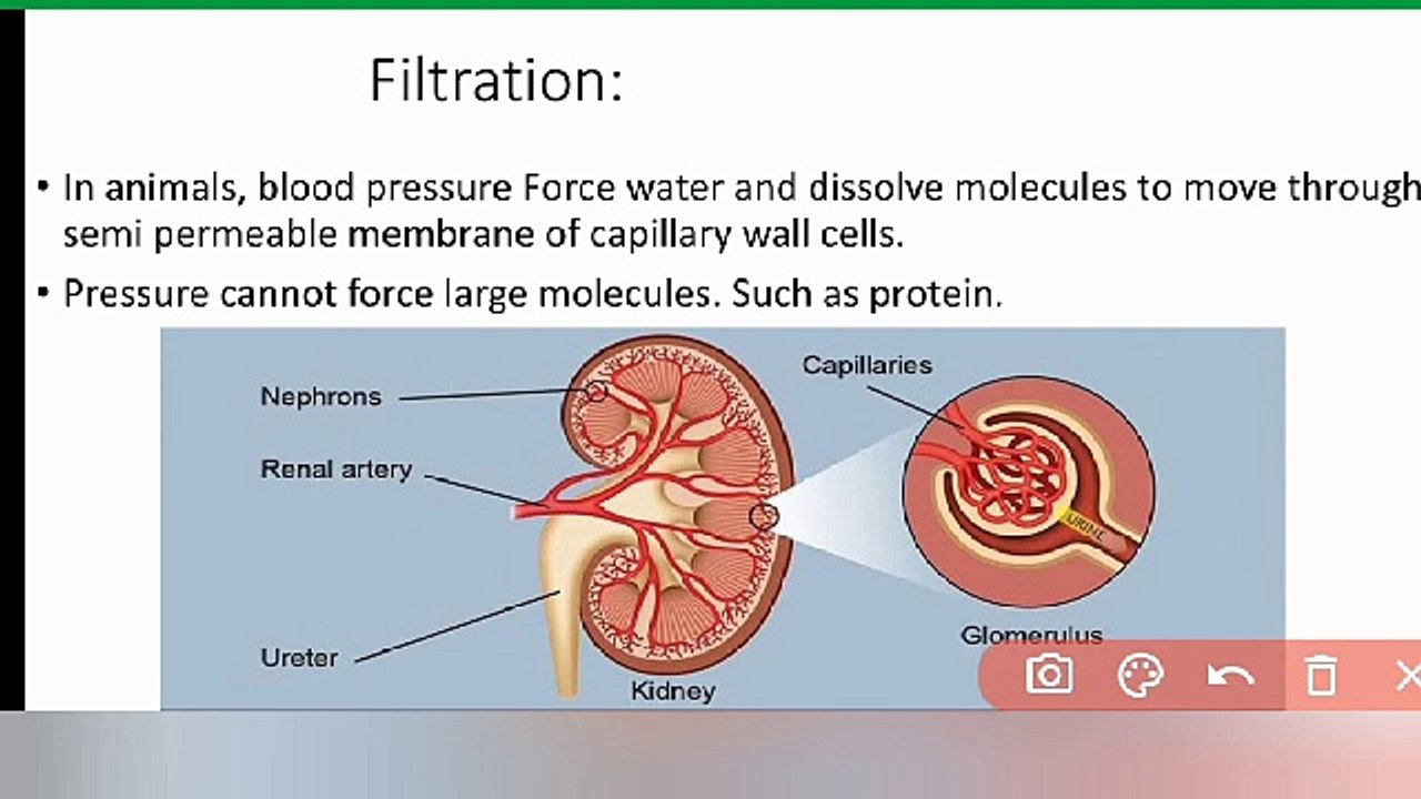 filtration class 9 Biology in Urdu/ in Hindi Lecture 25 cells and