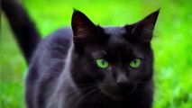ANIMATION FOR KIDS-The Sneaky Black Cat-kids song