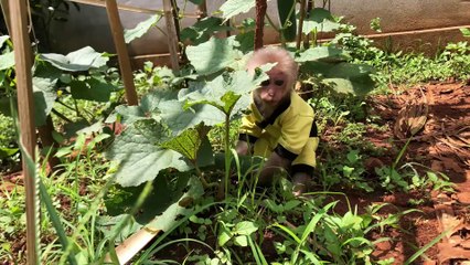 OMG! Baby monkey Bon stole Dad's melons to feed the rabbits - 1of4