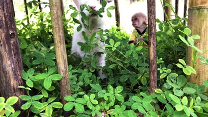 OMG! Baby monkey Bon stole Dad's melons to feed the rabbits - 2of4