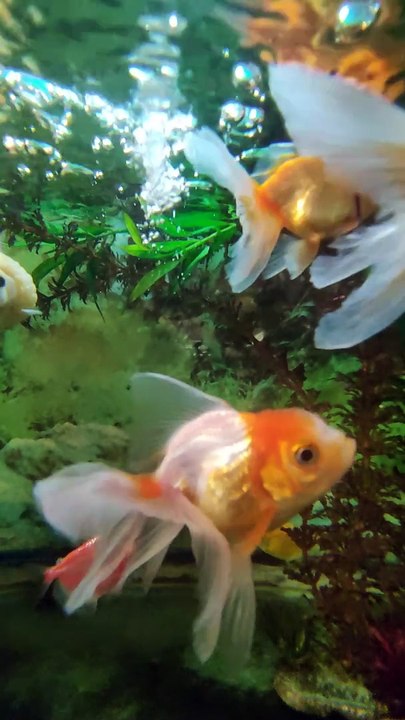 koi fish in aquarium