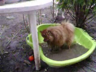 anakin dans sa piscine