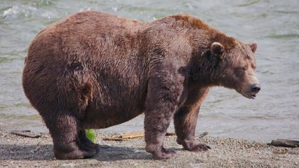 알래스카 '올해의 뚱보 곰' 선발! 새끼를 잃은 엄마 곰이 우승 🐻