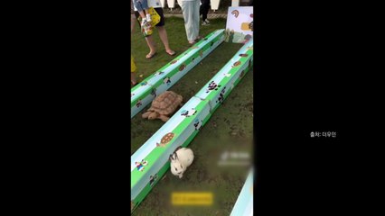 [나우쇼츠] 거북이 vs 토끼...달리기 경주 승자는? / YTN