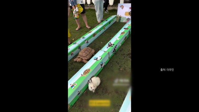 [나우쇼츠] 거북이 vs 토끼...달리기 경주 승자는? / YTN