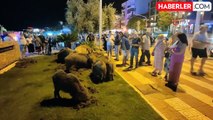 Kuşadası'nda Yaban Domuzları Şehir Merkezine İndi
