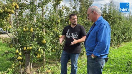 2/5 : des poires très spéciales à VEREXAL