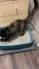 Get the Covered Litter Box LOL