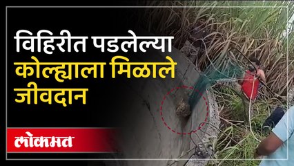 जीवाची बाजी लावून वनविभागाने विहिरीत पडलेल्या कोल्ह्याला असे दिले जीवदान