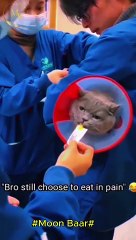 "The Most Ridiculous Things Cats Do! "\Moon Baar