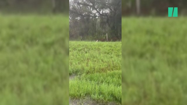La patrulla de carreteras de Florida rescata a un perro en medio de un campo inundado en Tampa por el huracán Milton