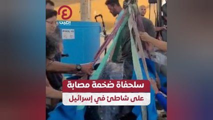 سلحفاة ضخمة مصابة على شاطئ في إسرائيل