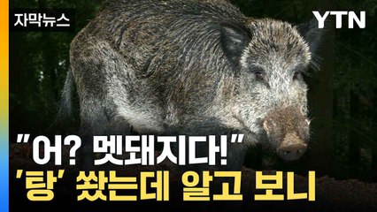 [자막뉴스] 멧돼지 잡다가 사람 잡는다... 오인 사격 사고에 '공포' / YTN