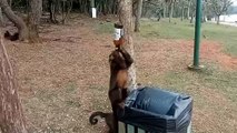 Monkey drinks a beer