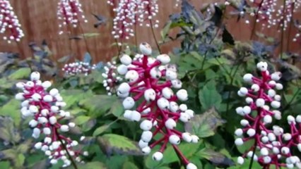 15 Weirdest Plants on Earth