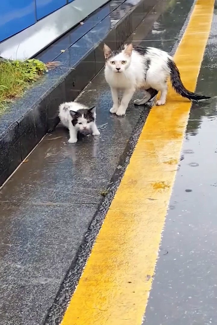 Funniest animals | cute animals | #animals #cuteanimals #funniestanimals