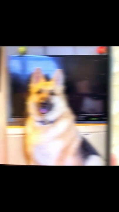 Personalized Gifts Embroidered clothing Perfect for Pet Lovers