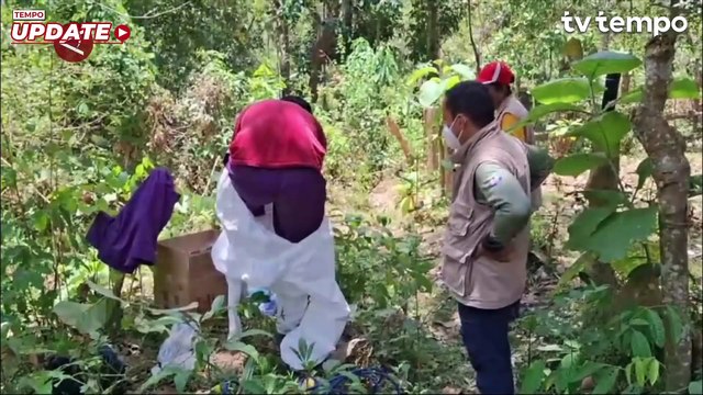 Ratusan Sapi di Dombana Sulawesi Tenggara Mati Mendadak, Diduga Terjangkit Virus Jembrana