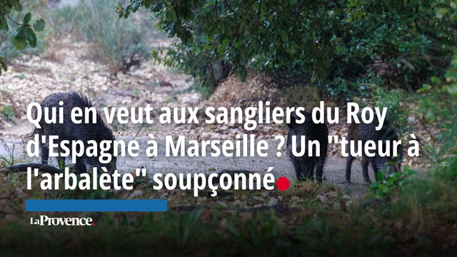 Qui en veut aux sangliers du Roy d'Espagne à Marseille ? Un tueur à l'arbalète soupçonné