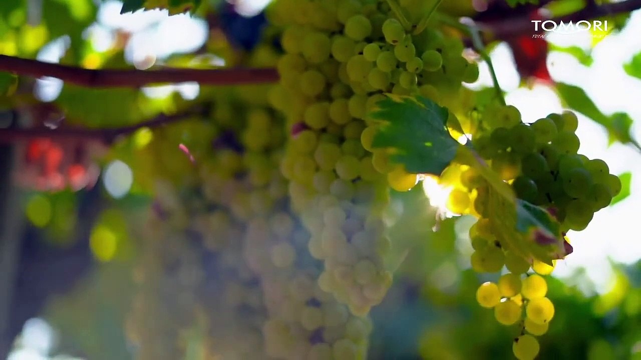 JUAL PENYIMPAN WINE UNTUK MENJAMIN AROMA & KUALITAS WINE TETAP TERJAGA  - TOMORI WINE COOLER WX-28T