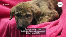 Mann findet Hundebabys in seiner Garage: Er kommt näher, versteht und wählt sofort in Notruf!