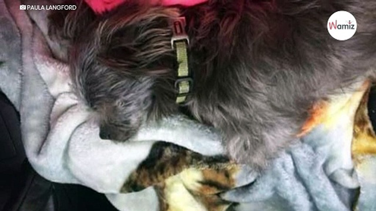 Armes Hündchen an Kette: Ein Zettel daneben gibt einen Hinweis auf seinen Besitzer