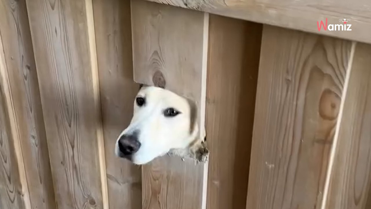 Ils achètent une nouvelle maison et découvrent très vite qu'on leur a caché un trésor dans le jardin (vidéo)