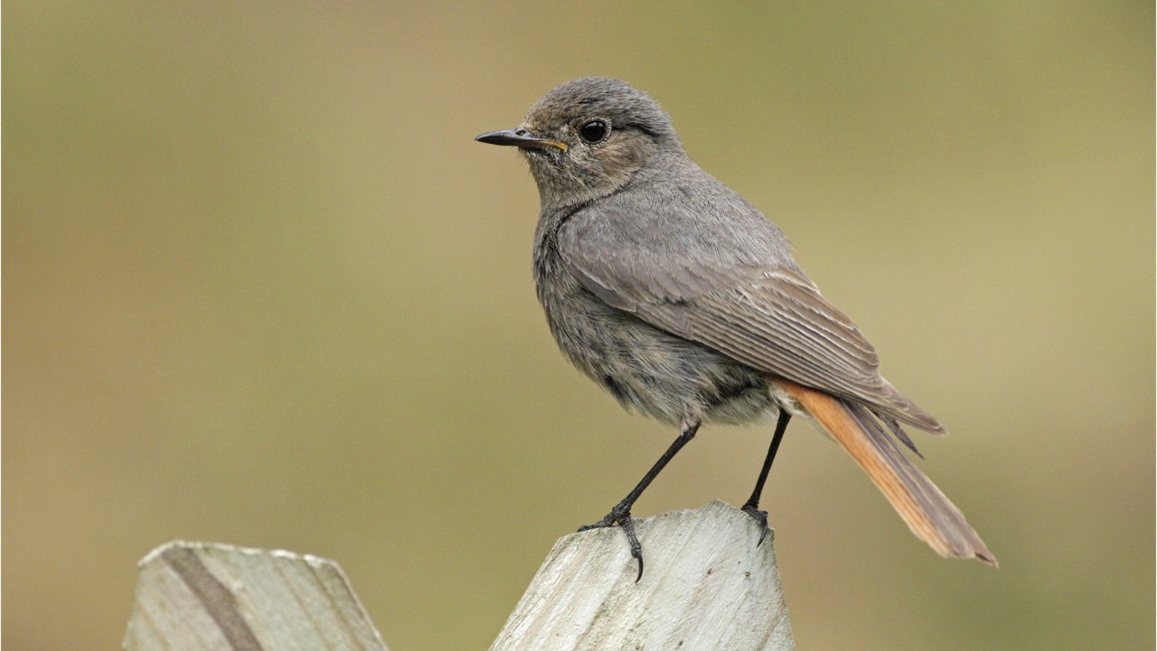 Hausrotschwanz ist „Vogel des Jahres“ 2025