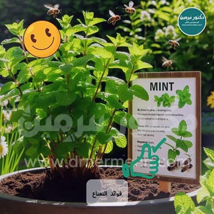 فوائد النعناع مفاجأة #نعناع #النعناع #فوائد #فوائد_الاعشاب