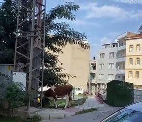 Sinop şehir merkezinde inekler görüntülendi
