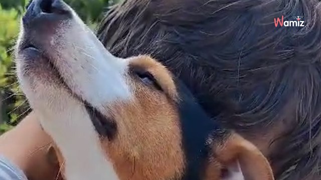 El perrito agachaba su cabeza e intentaba esconderse: Creemos que le han pegado