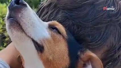 El perrito agachaba su cabeza e intentaba esconderse: "Creemos que le han pegado"