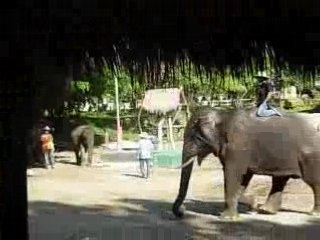 Eléphants FootBall Thailand